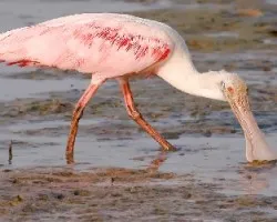 Platalea ajaja