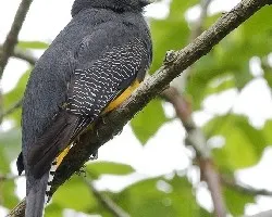 Trogon caligatus