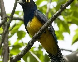 Trogon caligatus