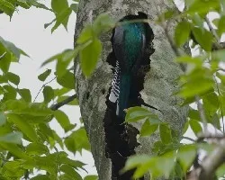 Trogon caligatus