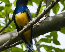 Trogon caligatus