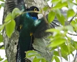 Trogon caligatus