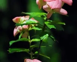 Mussaenda alicia