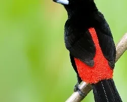 Ramphocelus passerinii