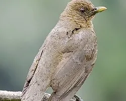 Turdus grayi