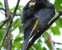 Trogon Caligatus