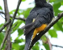 Trogon Caligatus