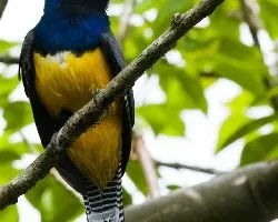 Trogon Caligatus