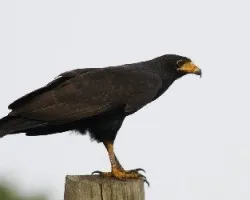 Buteogallus Anthracinus