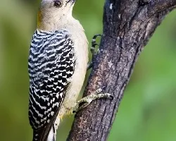 Melanerpes Hoffmannii