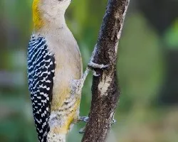 Melanerpes Hoffmannii