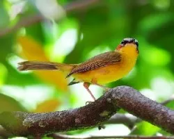 Basileuterus rufifrons