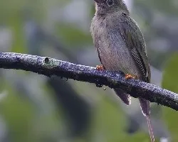 Chiroxiphia linearis