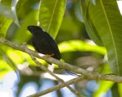 Chiroxiphia linearis