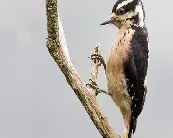 Picoides villosus