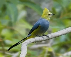 Ptilogonys caudatus