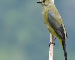 Ptilogonys caudatus