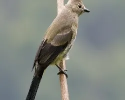 Ptilogonys caudatus