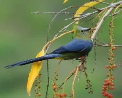Ptilogonys caudatus