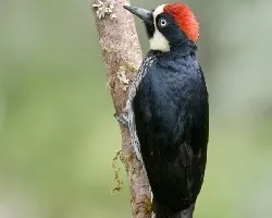 Melanerpes formicivorus