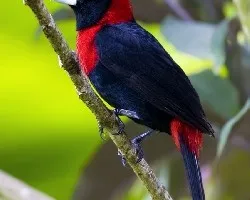 Ramphocelus sanguinolentus