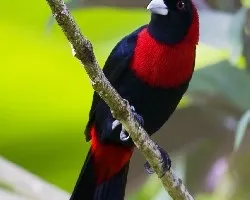 Ramphocelus sanguinolentus