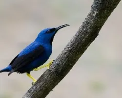 Cyanerpes lucidus