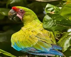 Ara ambigua