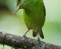 Chlorophanes spiza