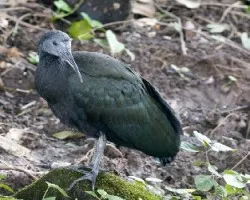 Mesembrinibis cayennensis