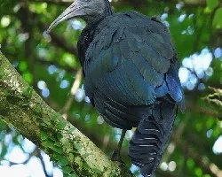 Mesembrinibis cayennensis