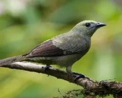 Thraupis palmarum