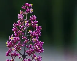 Tibouchina sp