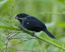 Sporophila corvina