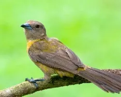Ramphocelus passerinii
