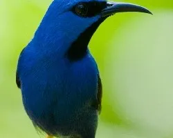 Cyanerpes lucidus