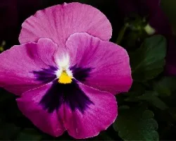 Viola tricolor
