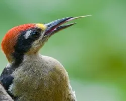 Melanerpes pucherani