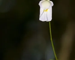 Orquídea?