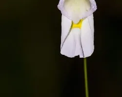 Orquídea?
