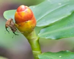 Costus sp