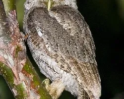 Megascops cooperi