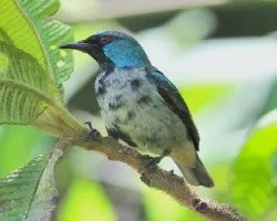 Dacnis venusta