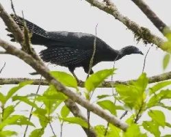 Chamaepetes unicolor