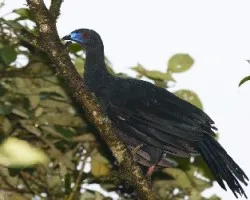 Chamaepetes unicolor