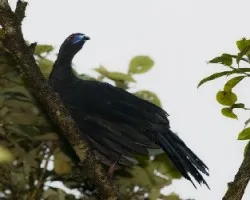 Chamaepetes unicolor