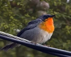Oreothlypis gutturalis