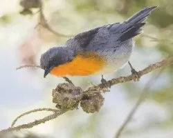 Oreothlypis gutturalis