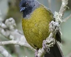Pezopetes capitalis