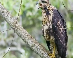 Buteogallus anthracinus